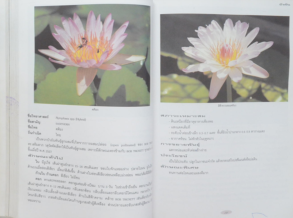 บัว: ไม้ดอกไม้ประดับ (ขายตามสภาพ)