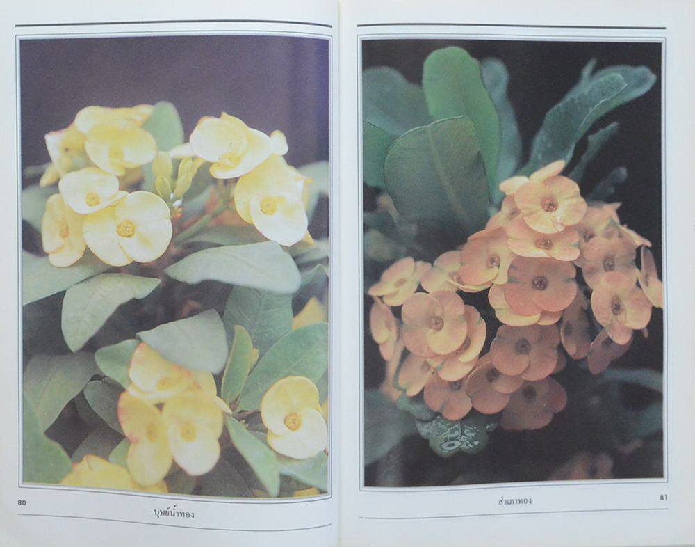 โป๊ยเซียน (ขายตามสภาพ)