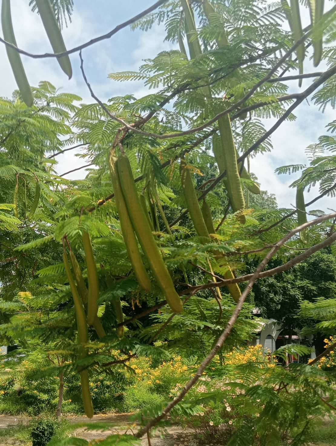 ฝักหางนกยูงฝรั่ง Delonix regia (Bojer Ex Hook.) Rafin.