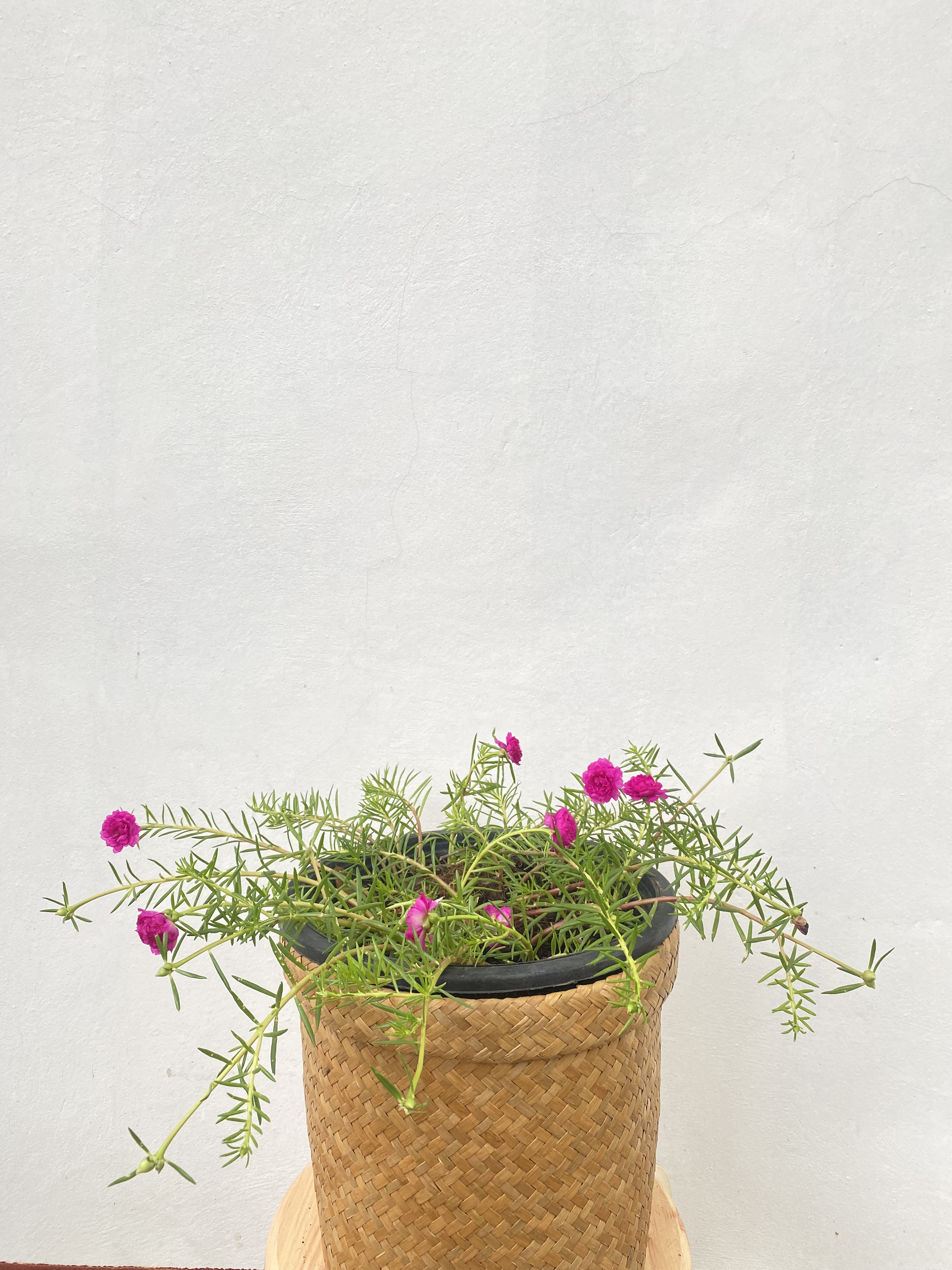 แพรเซี่ยงไฮ้ Portulaca ไม้ดอก อวบน้ำ