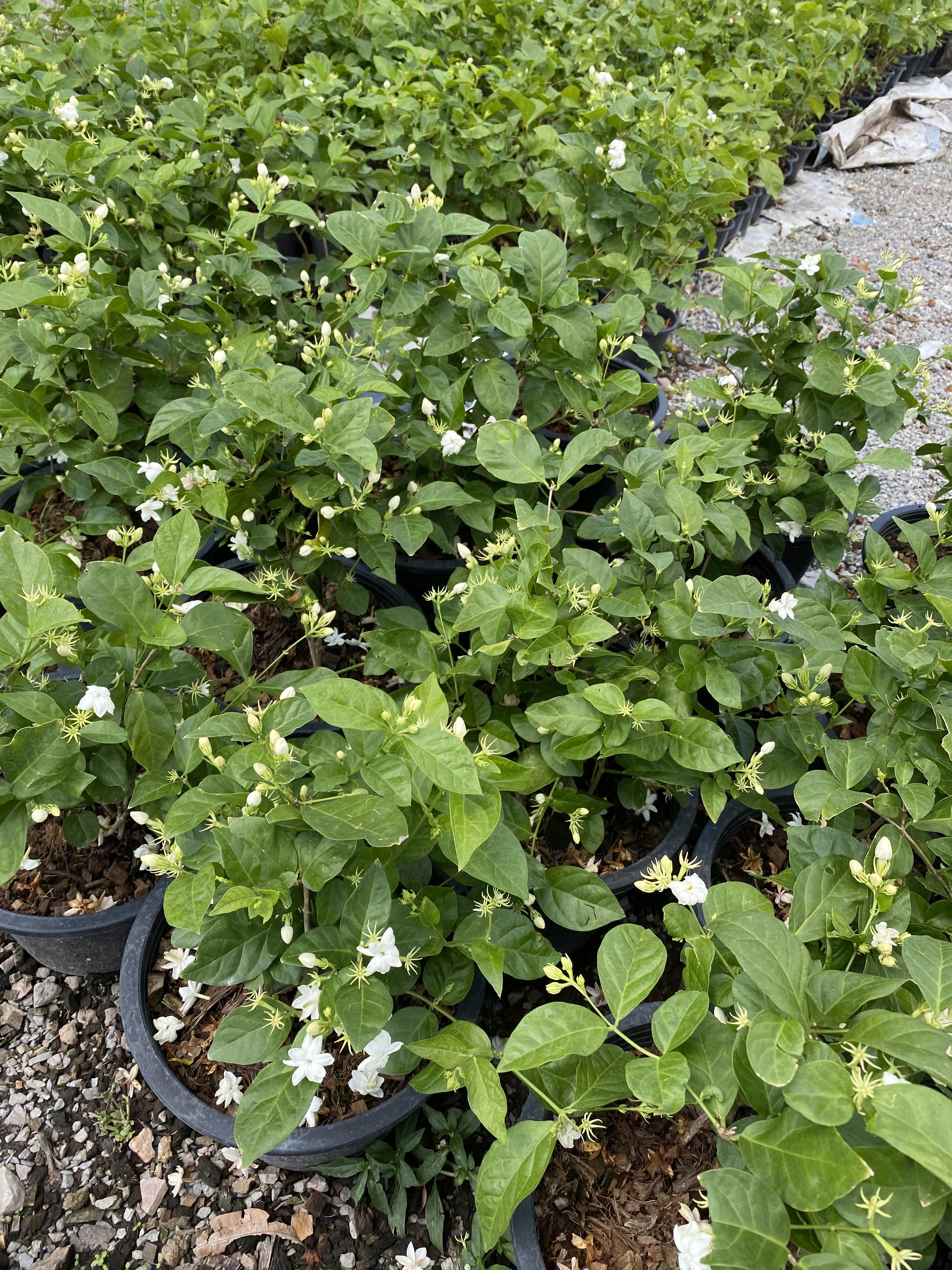 มะลิ Jasmine