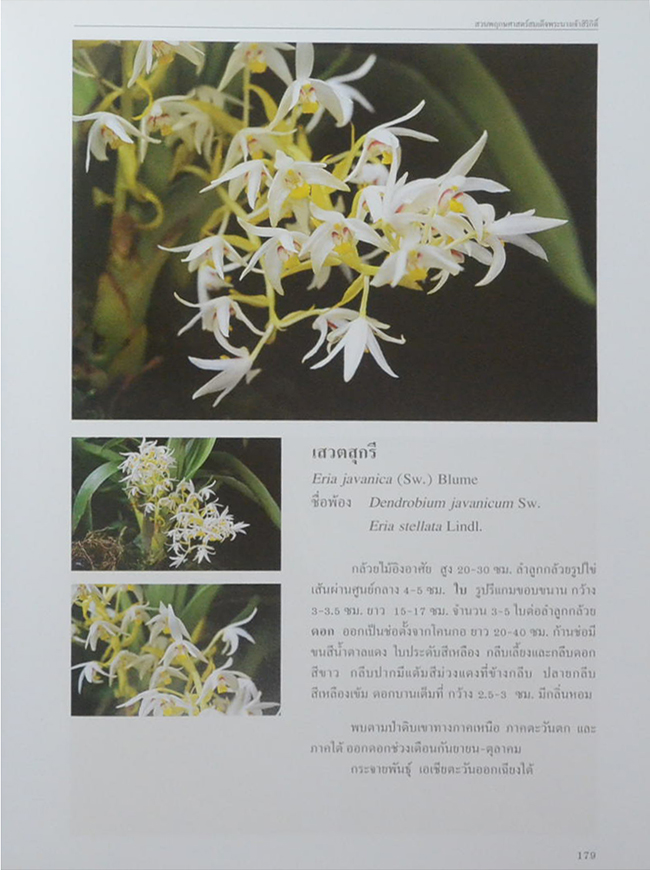 สวนพฤกษศาสตร์สมเด็จพระนางเจ้าสิริกิติ์ เล่ม 6 กล้วยไม้ไทย (ขายตามสภาพ)