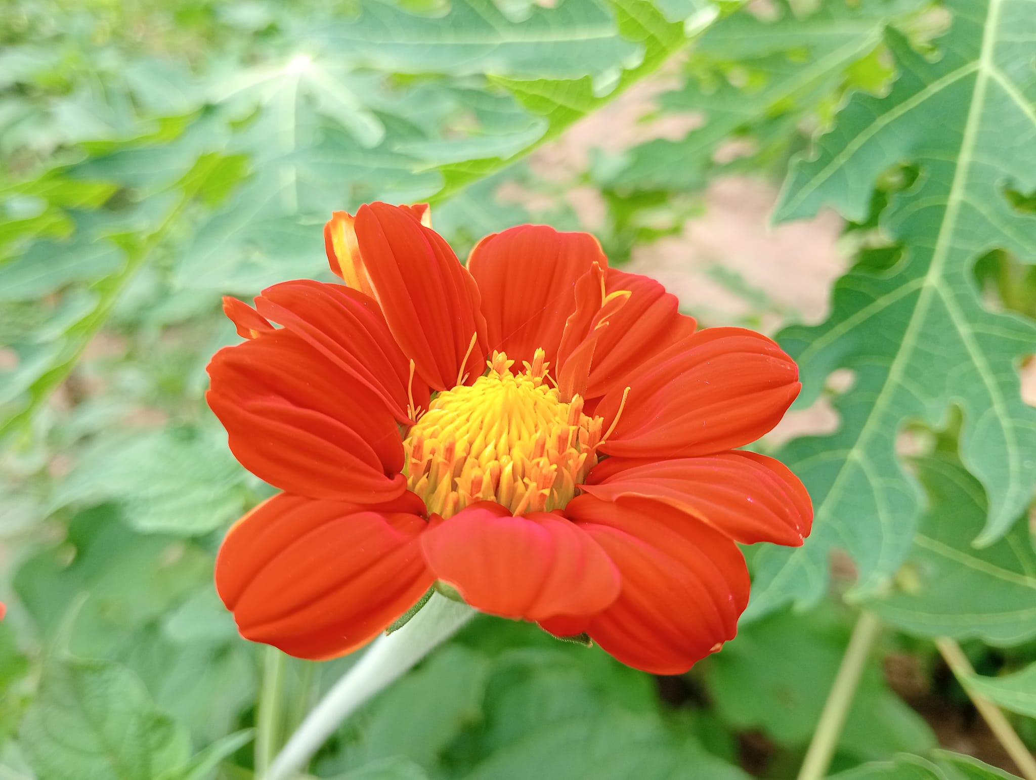 เมล็ดพันธุ์ทานตะวันเม็กซิกัน Mexican Sunflower Seed