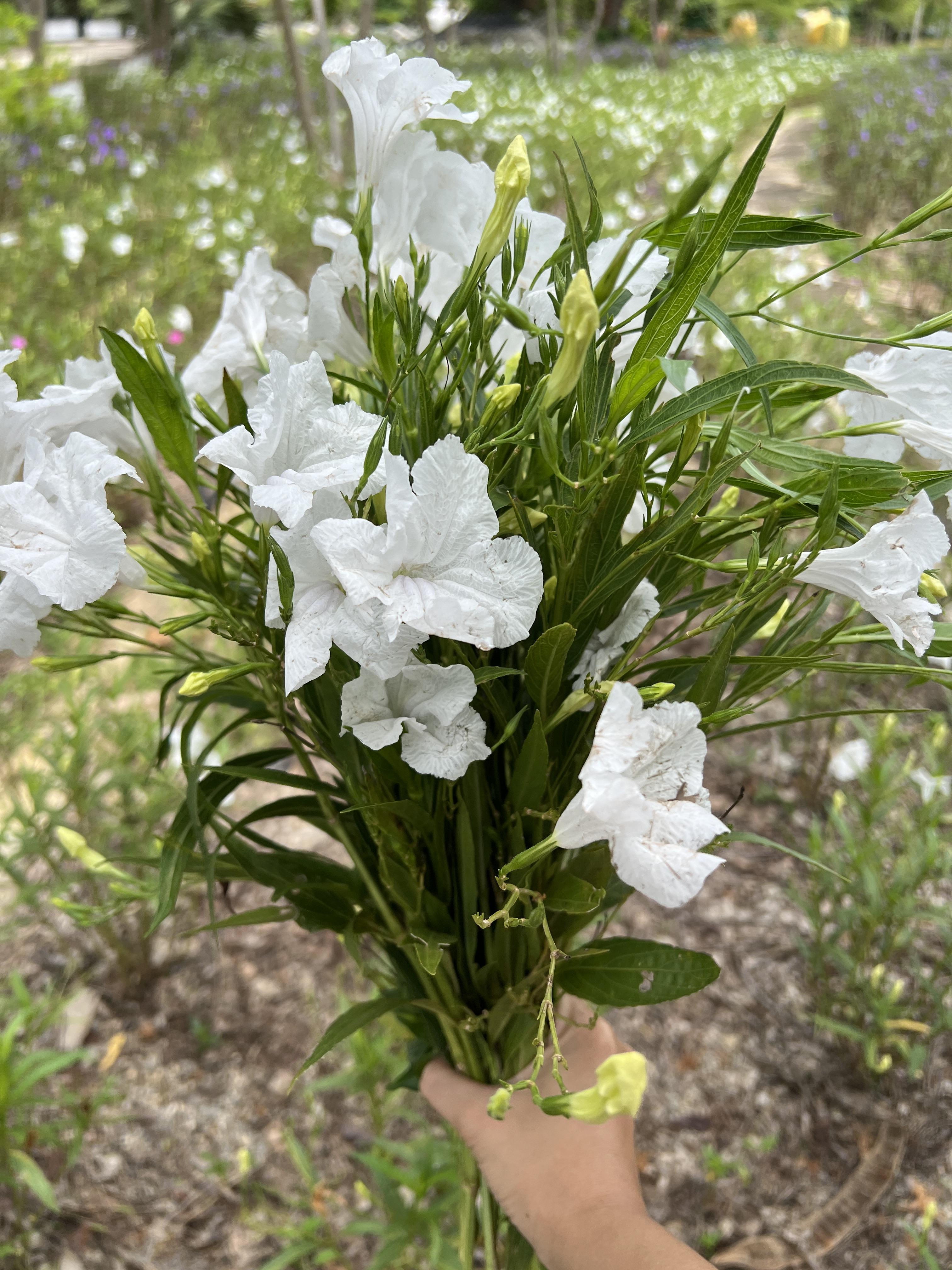 กิ่งต้อยติ่งฝรั่ง Ruellia