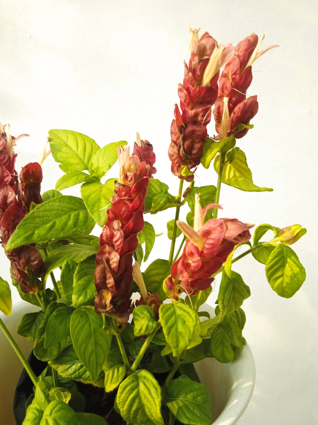 แดงคีรีบูน Cardinals Guard/Giant Red Justicia