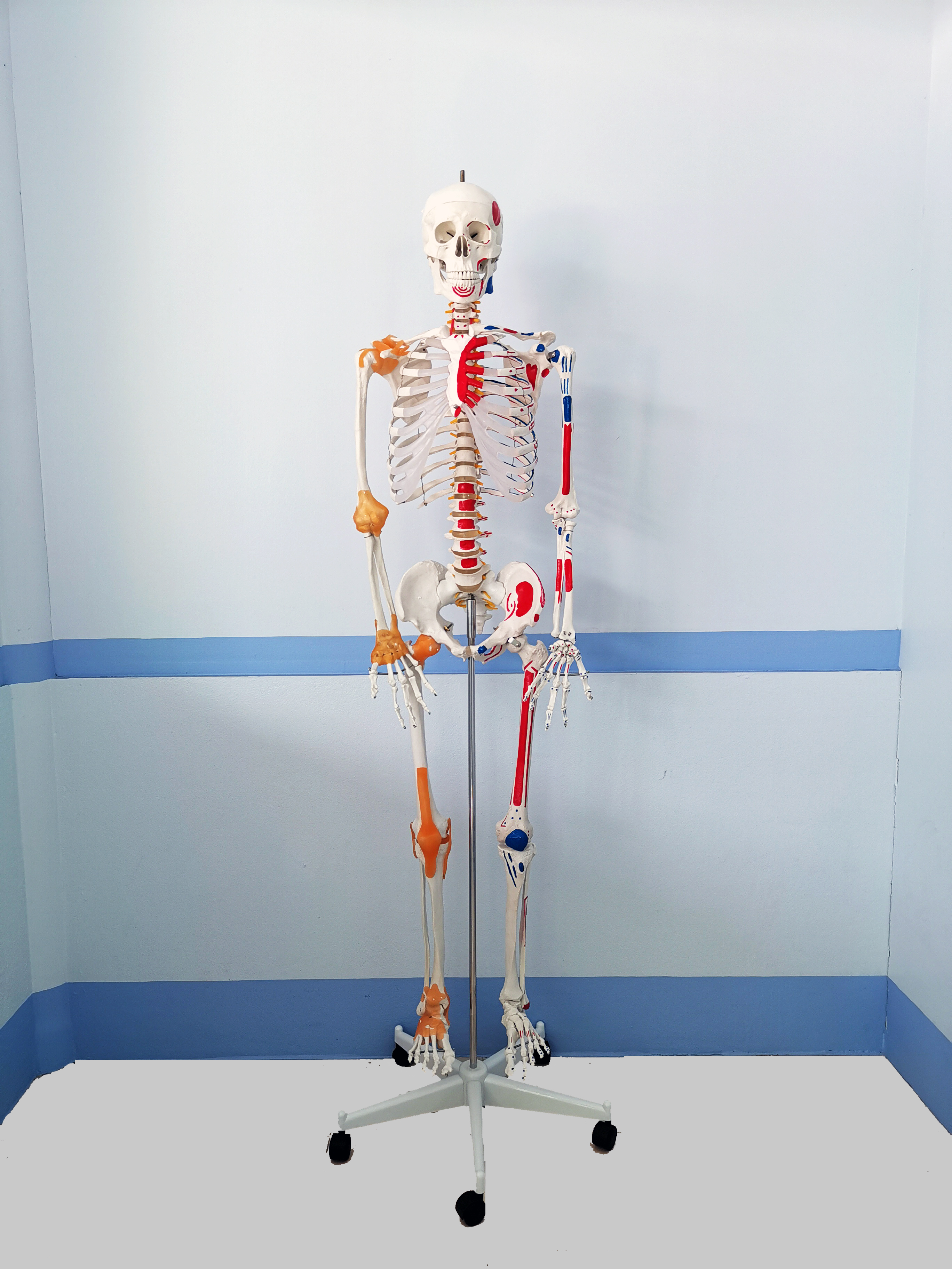 โมเดลโครงกระดูกมนุษย์ ขนาดเท่าของจริง แบบแสดงเอ็นข้อต่อและจุดเกาะกล้ามเนื้อ (รุ่น PVC แข็งแรงพิเศษ)
