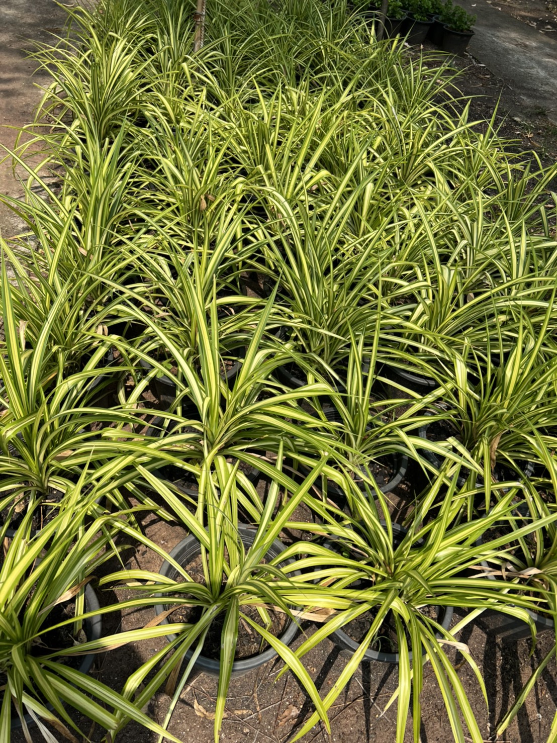 เตยด่าง Blue Screw Pine