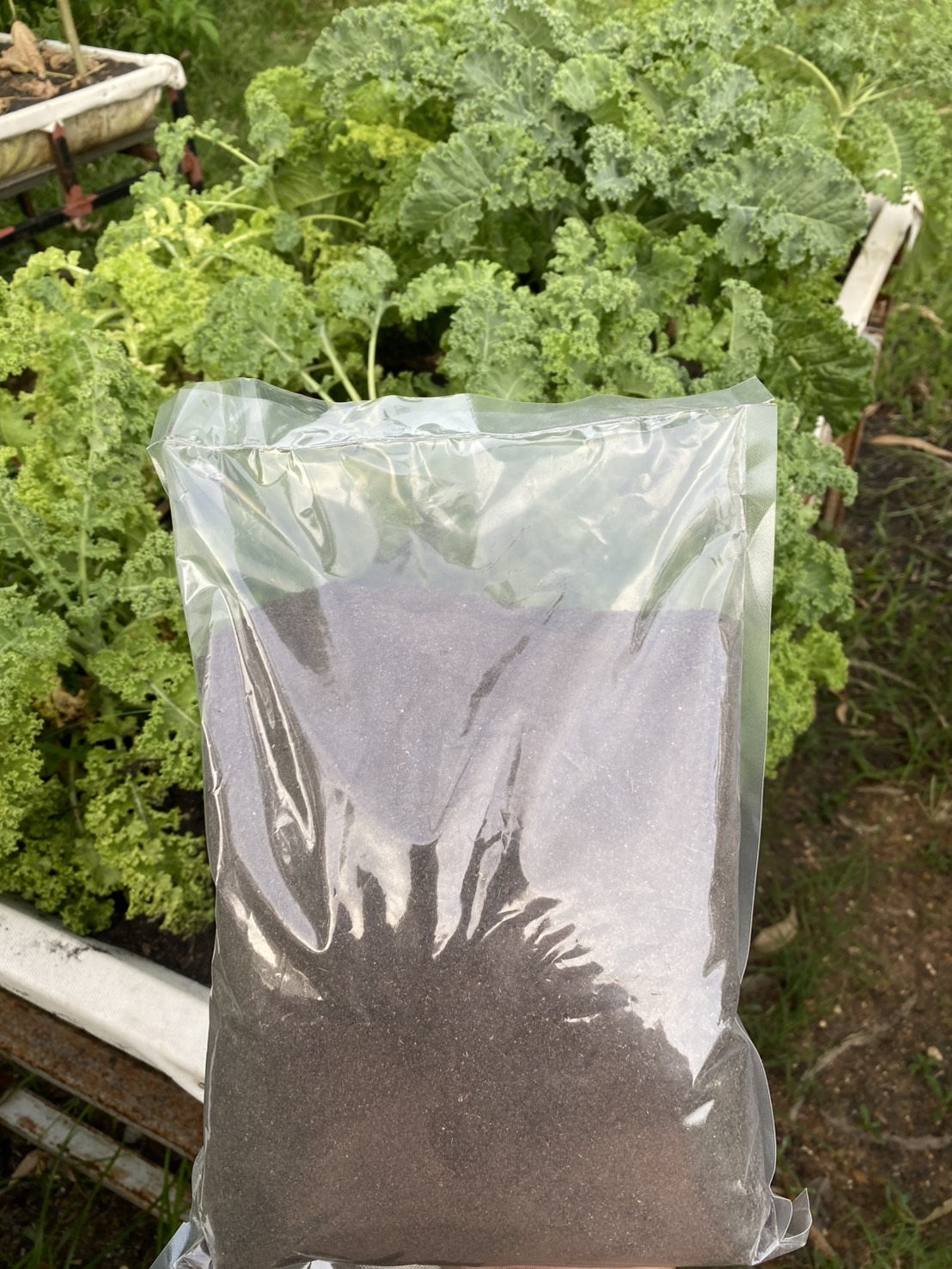 ดินปลูกเคล Kale potting soil