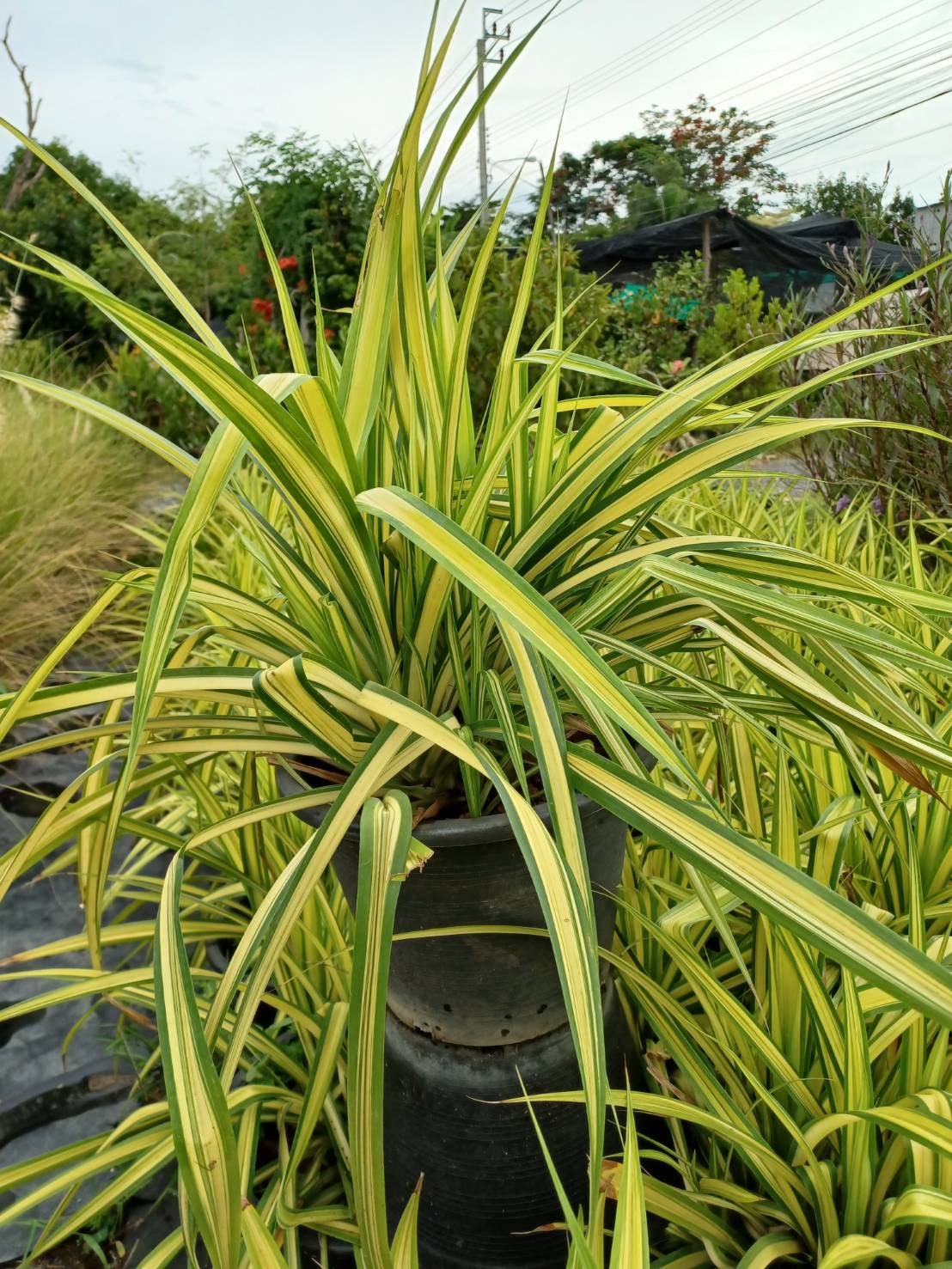 เตยด่าง Blue Screw Pine