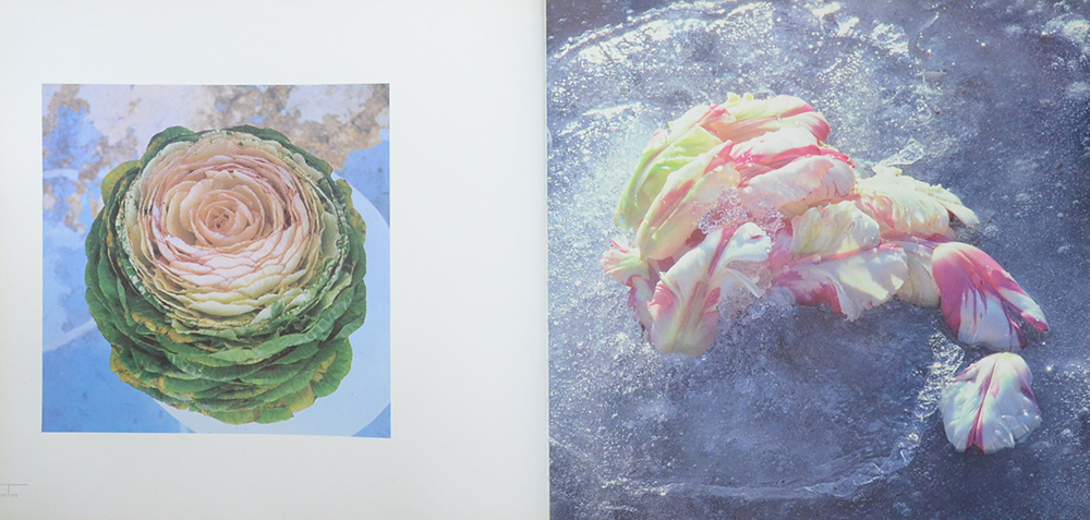 DANIEL OST LEAFING THROUGH FLOWERS