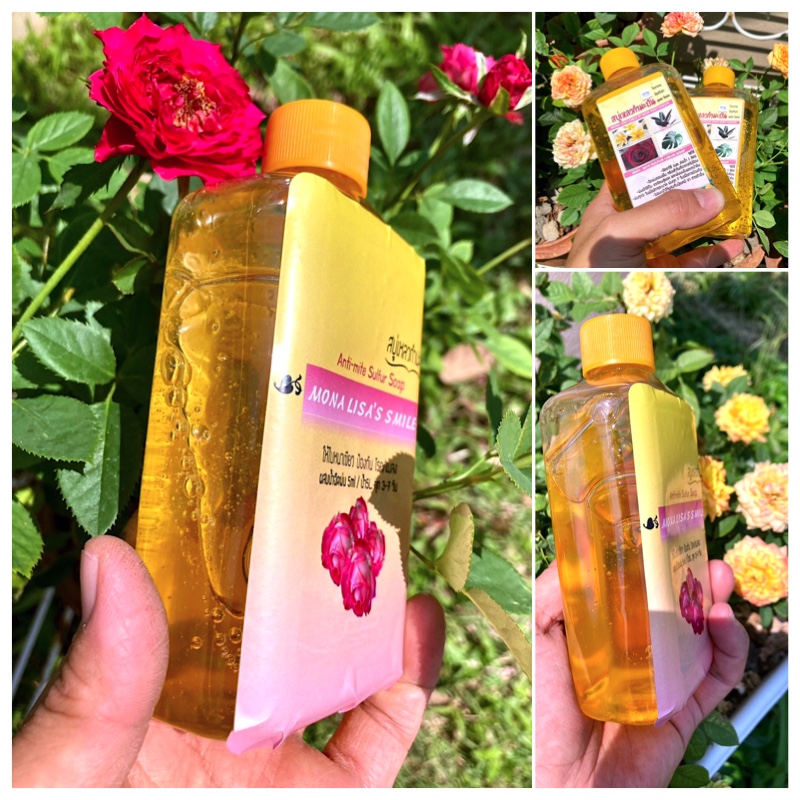 👍สบู่กำมะถัน 280/400ml กำจัดไรแดง ราแป้ง เพลี้ย แบคทีเรีย ดอกสีสดใบสวยหนาเขียว ขวดบีบ/ขวดปั๊ม ใช้ง่าย