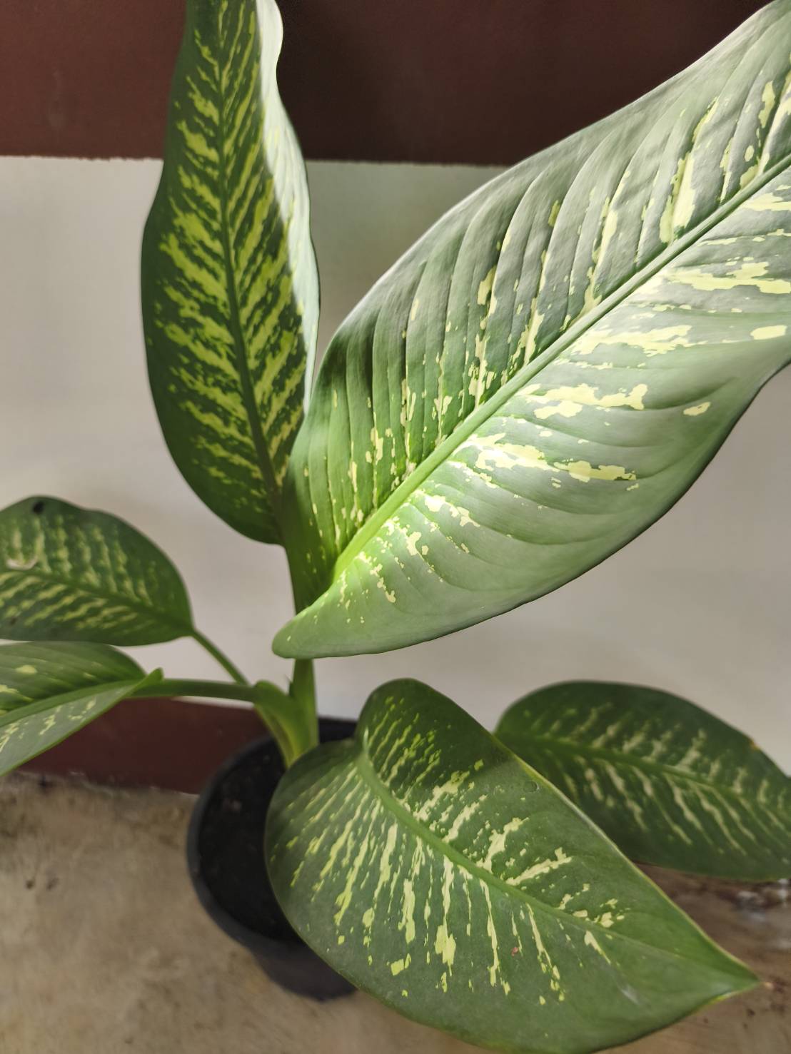 ต้นสาวน้อยประแป้ง dumb cane ไม้มงคล