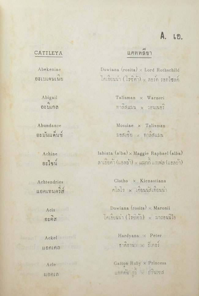CATTLEYA & LAELIOCATTLEYA