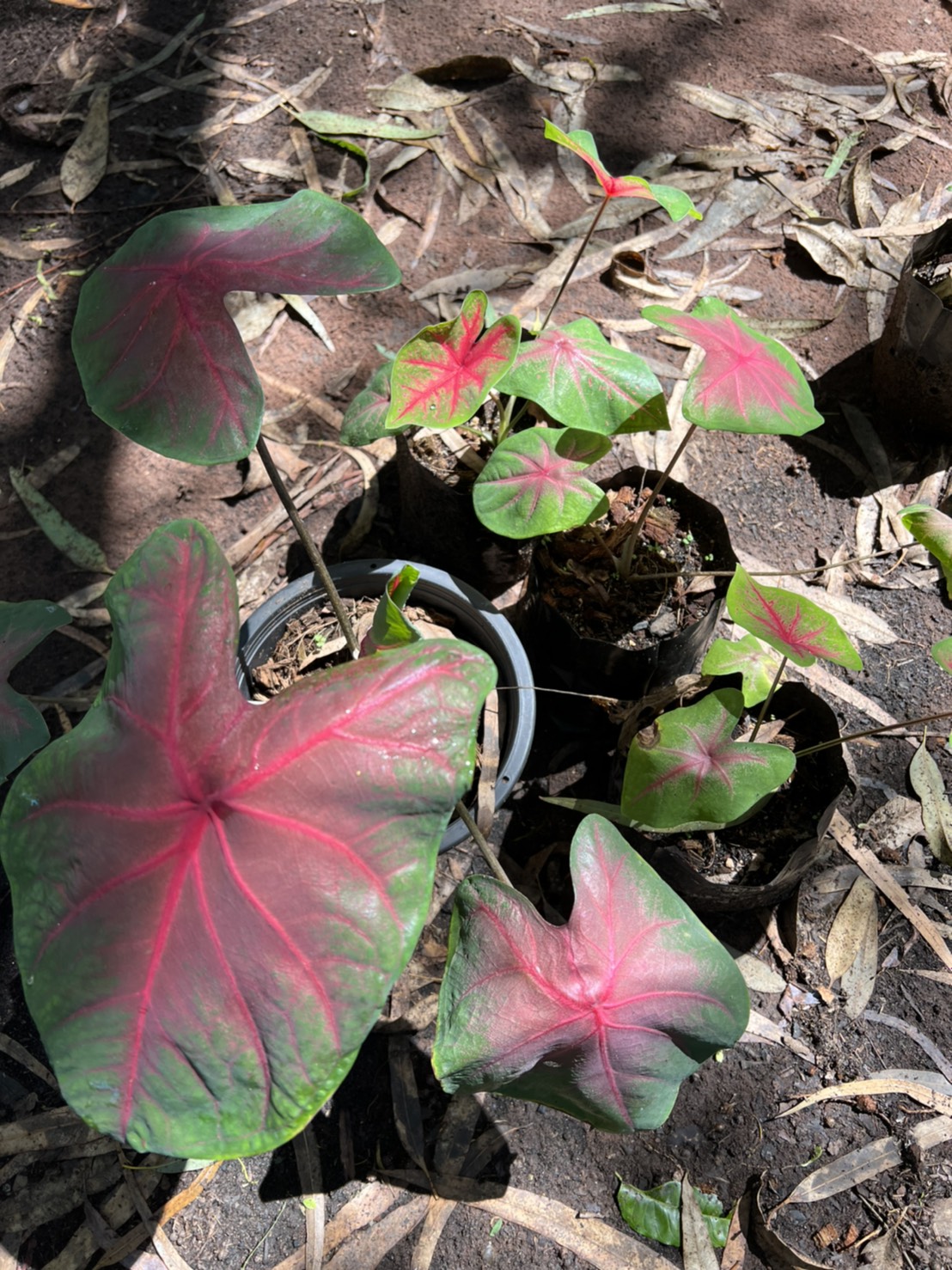 บอนสี ช้างเผือกใบบัว Caladium