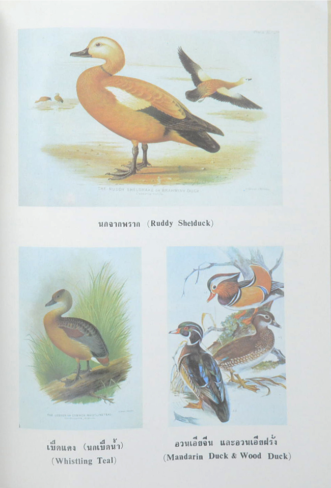 สุพันธ์ โตสุนทร (นก) (ขายตามสภาพ)