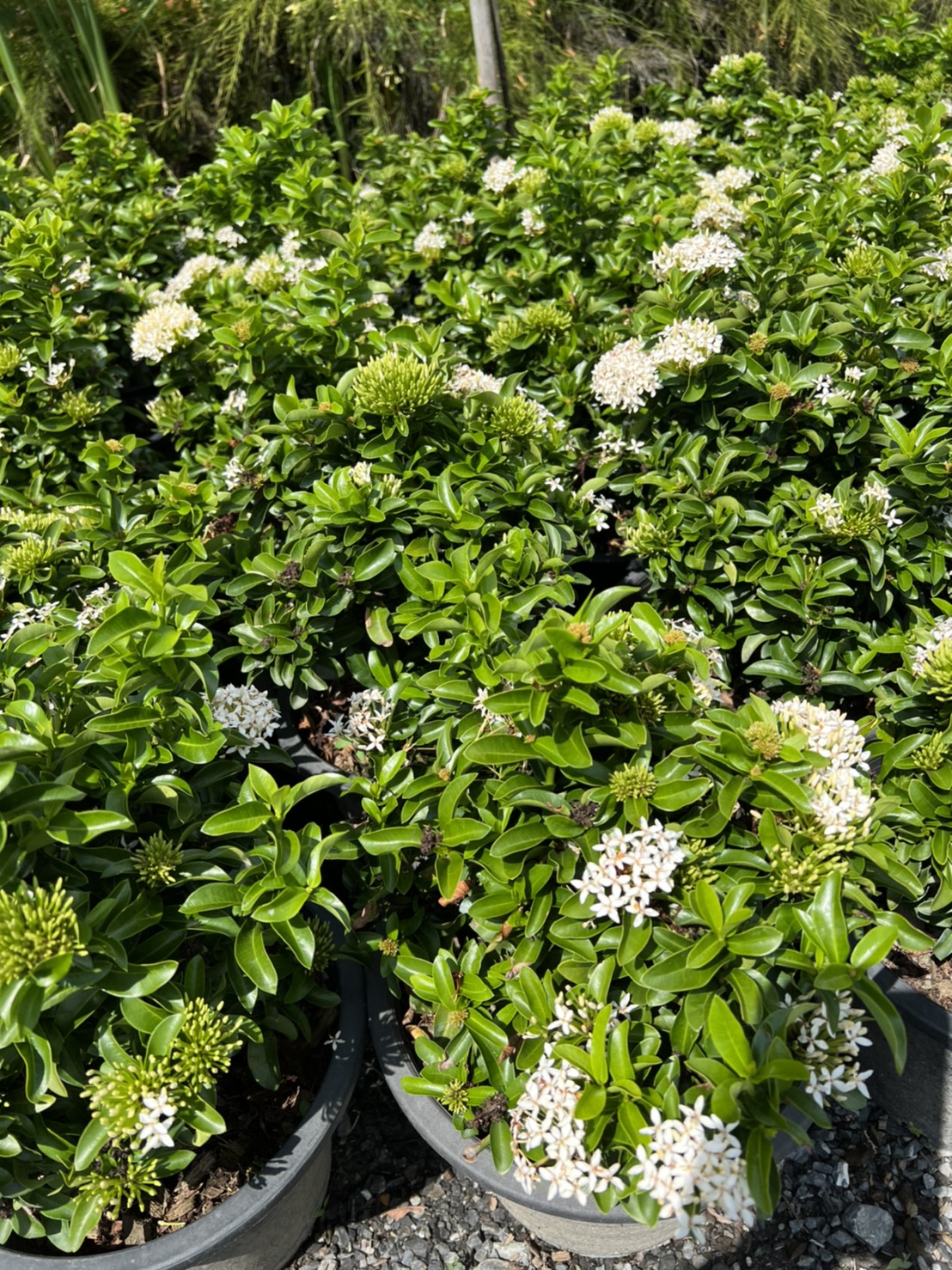 เข็มขาว ixora