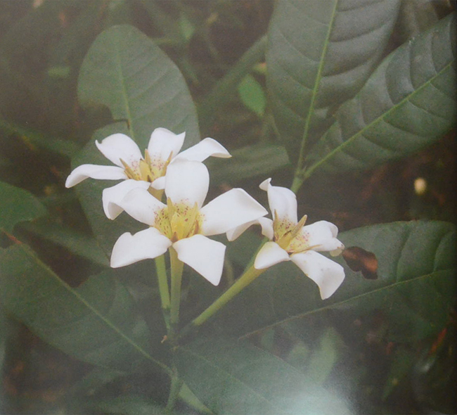 พรรณไม้เกียรติประวัติของไทย