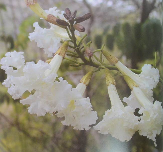 พรรณไม้เกียรติประวัติของไทย
