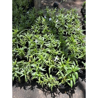 ฟ้าประทานพร สีขาว Ruellia ต้อยติ่ง