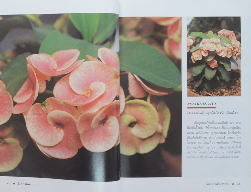 โป๊ยเซียน ไม้ดอกเสี่ยงทาย (เล่ม 2) (ขายตามสภาพ)