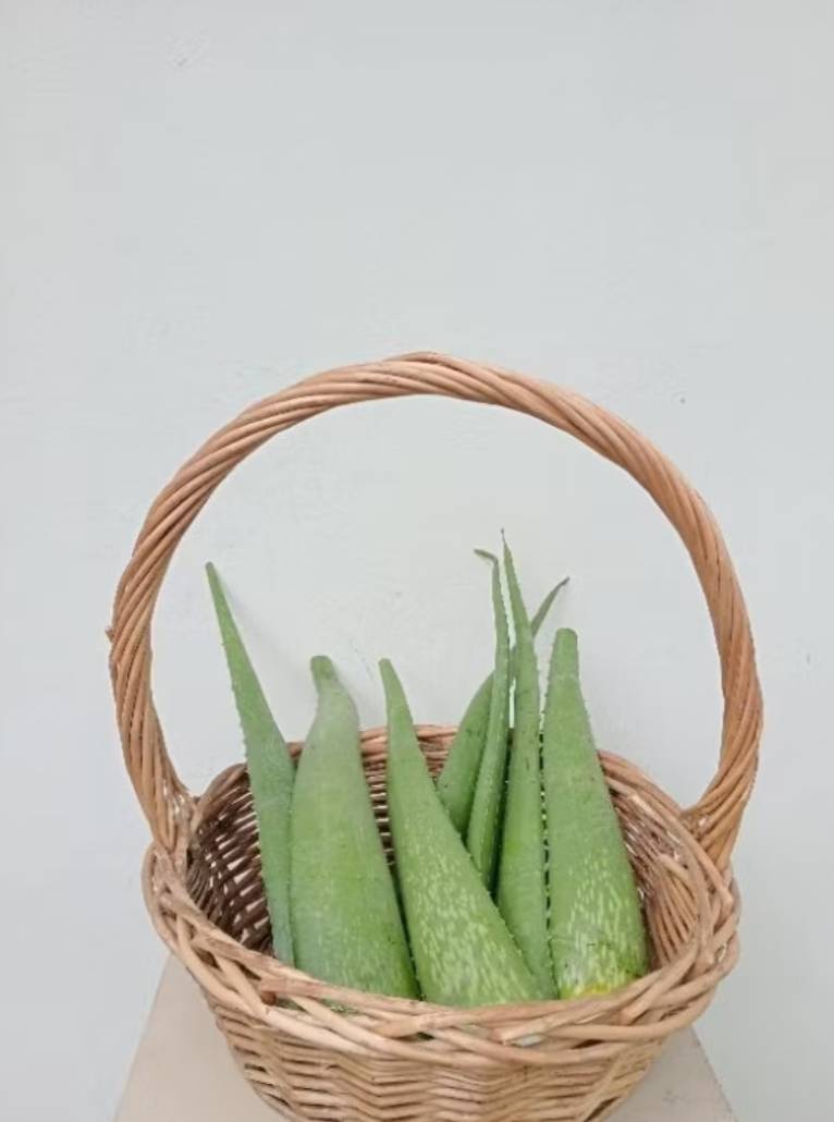 ใบว่านหางจระเข้ Aloe