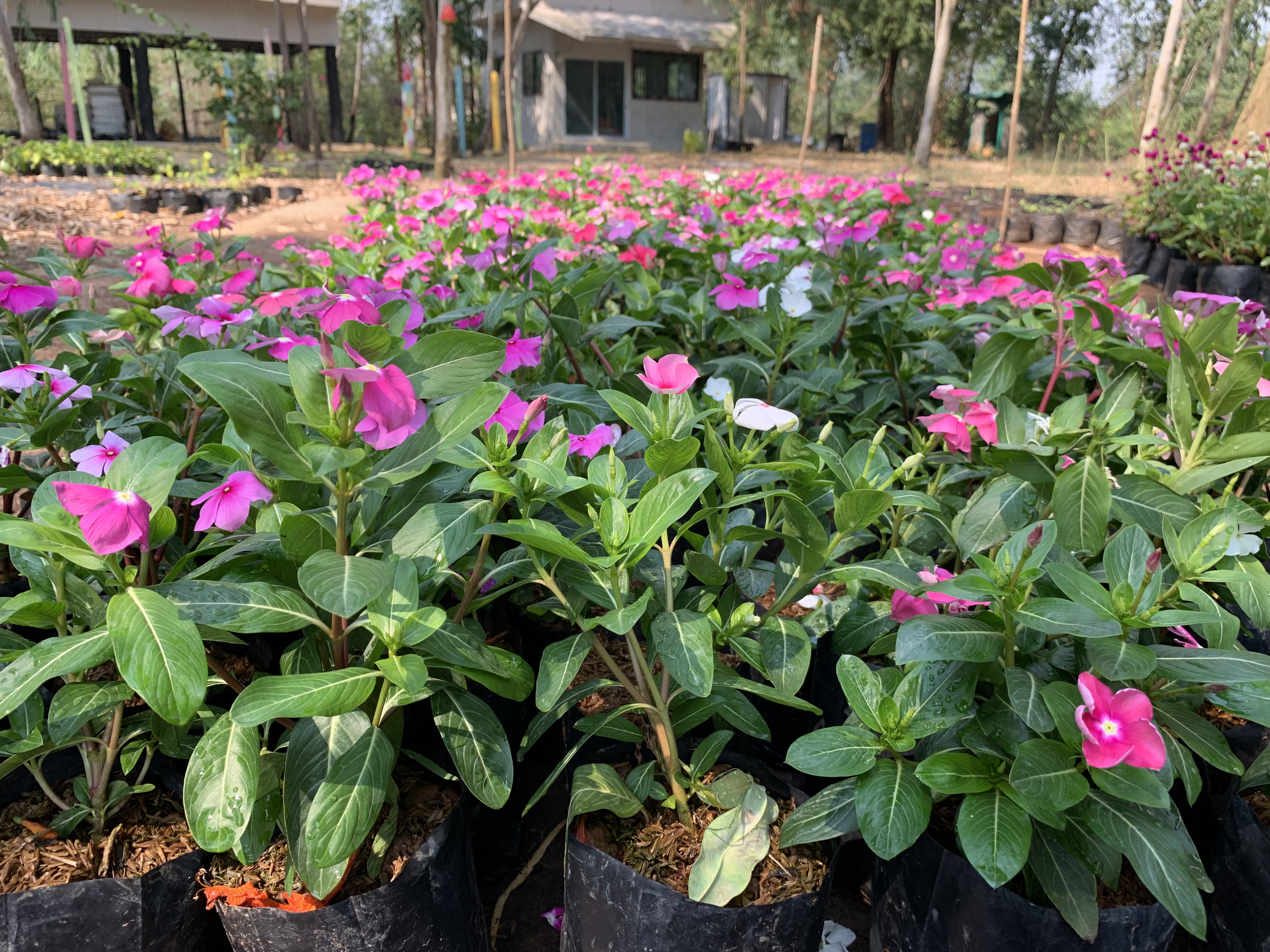 แพงพวย Rose Periwinkle ไม้ดอก