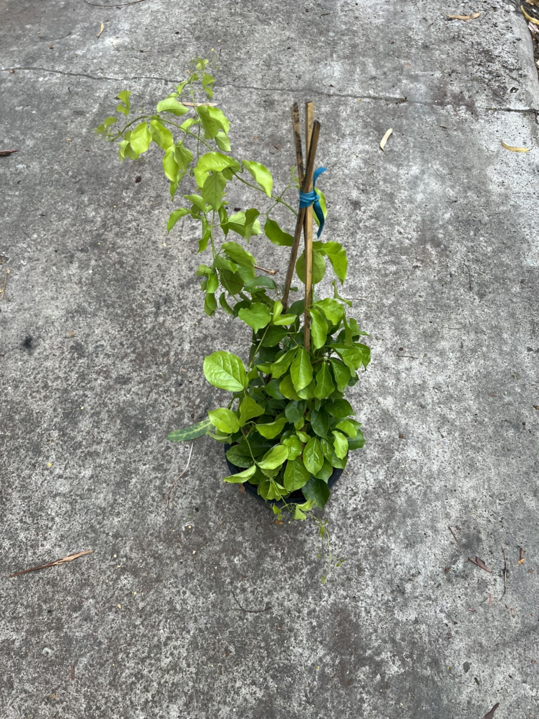 เหลืองชัชวาล ไม้เลื้อย ไม้มงคล cat's claw creeper