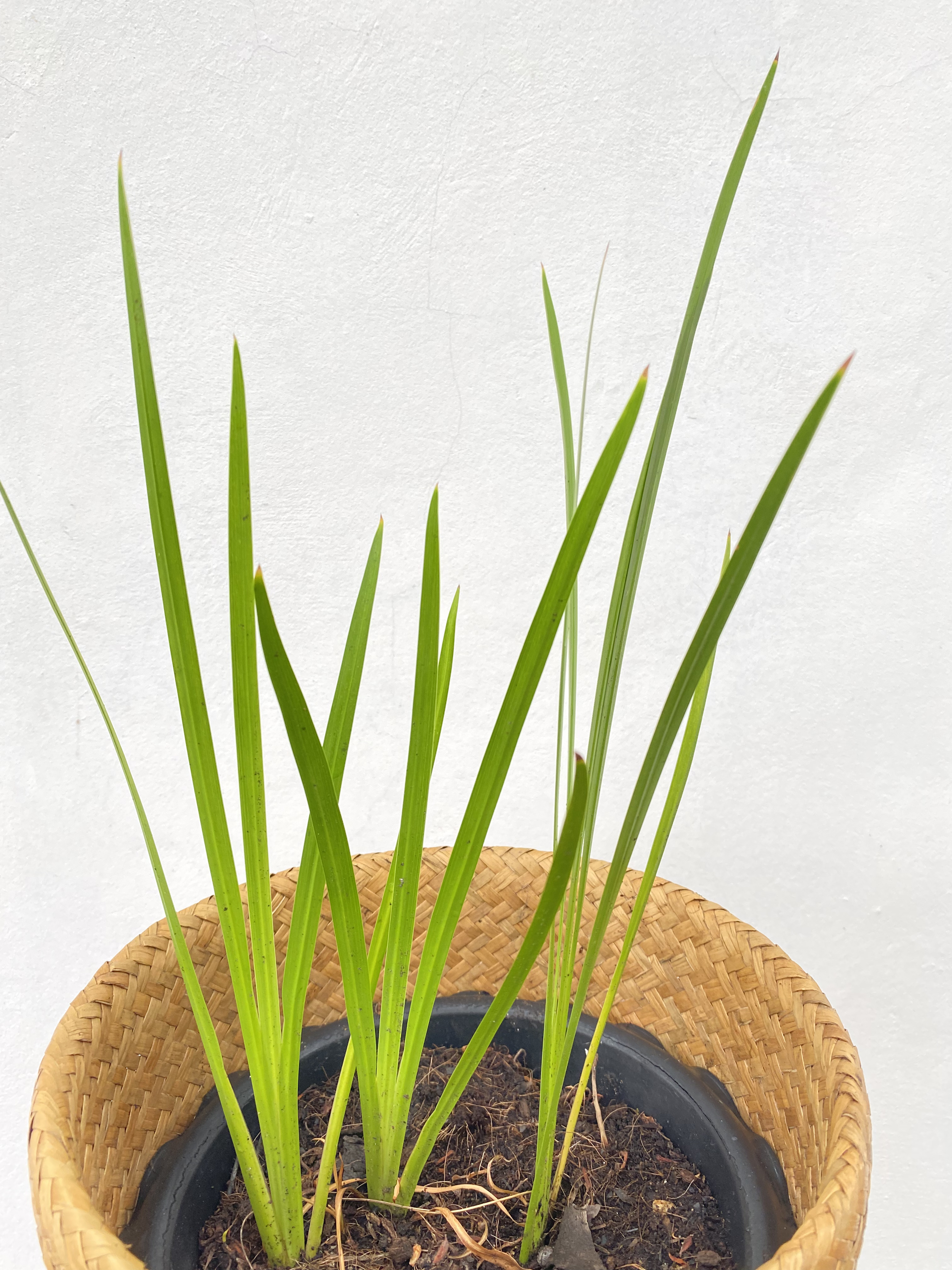 ว่านน้ำ Sweet flag ไม้น้ำ