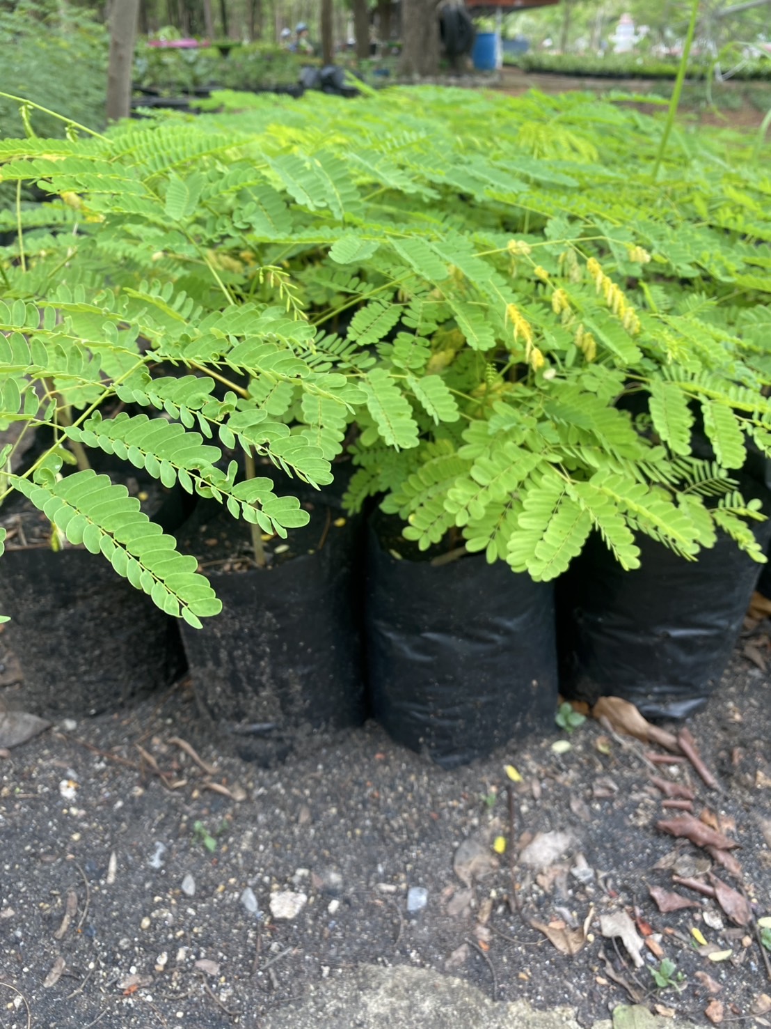 ต้นกล้าหางนกยูงฝรั่ง ต้นหางนกยูง Flam-boyant, The Flame Tree, Royal Poinciana