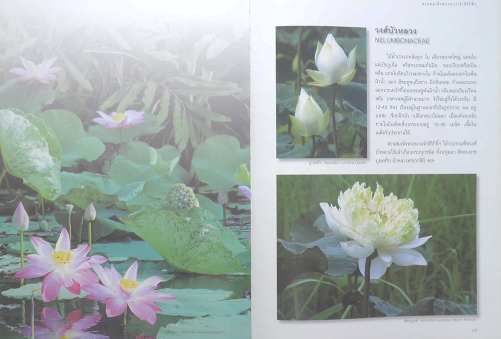 สวนสมเด็จพระนางเจ้าสิริกิติ์ (ขายตามสภาพ)