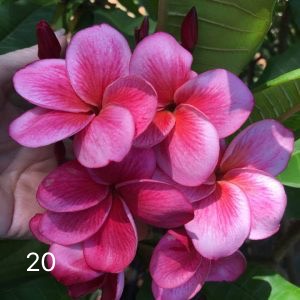 ต้นลีลาวดี ชมพูบุญเย็น ต้นลั่นทม Plumeria ไม้ดอกยืนต้น