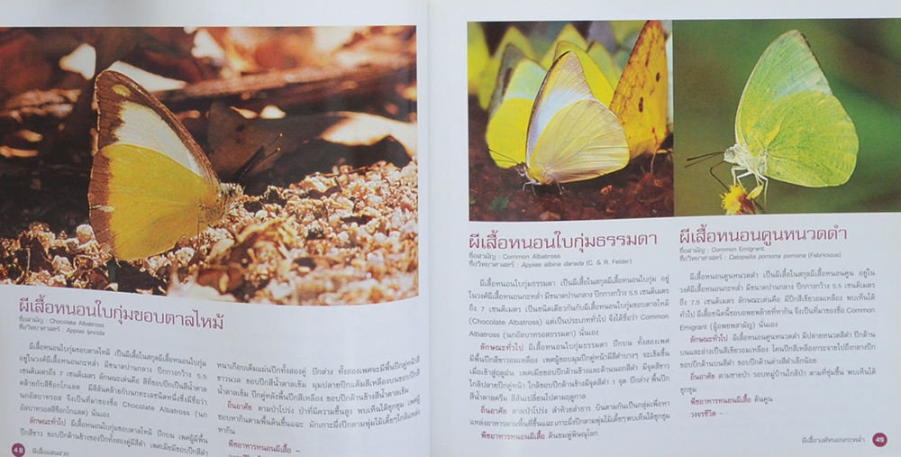 ผีเสื้อแสนสวย