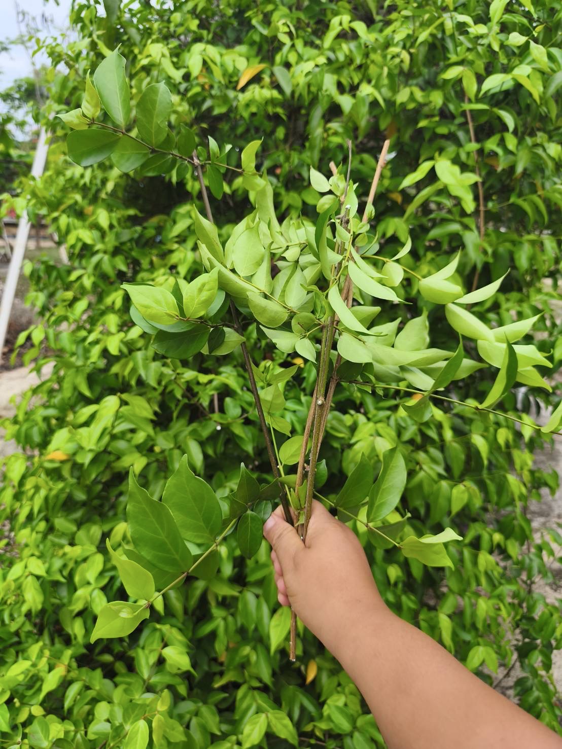 กิ่งตัดสดกระเทียมเถา Garlic Vine