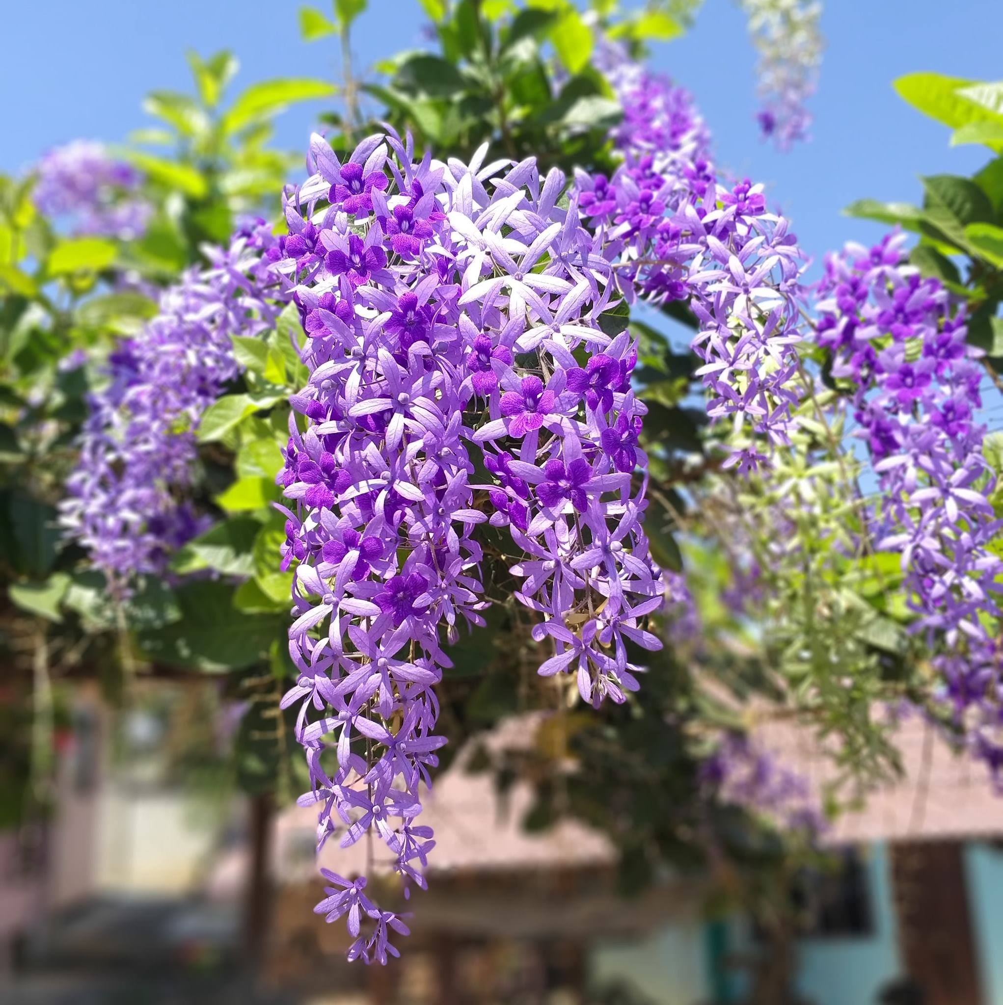 พวงคราม ดอกม่วง Purple wreath ไม้เถาเลื้อย