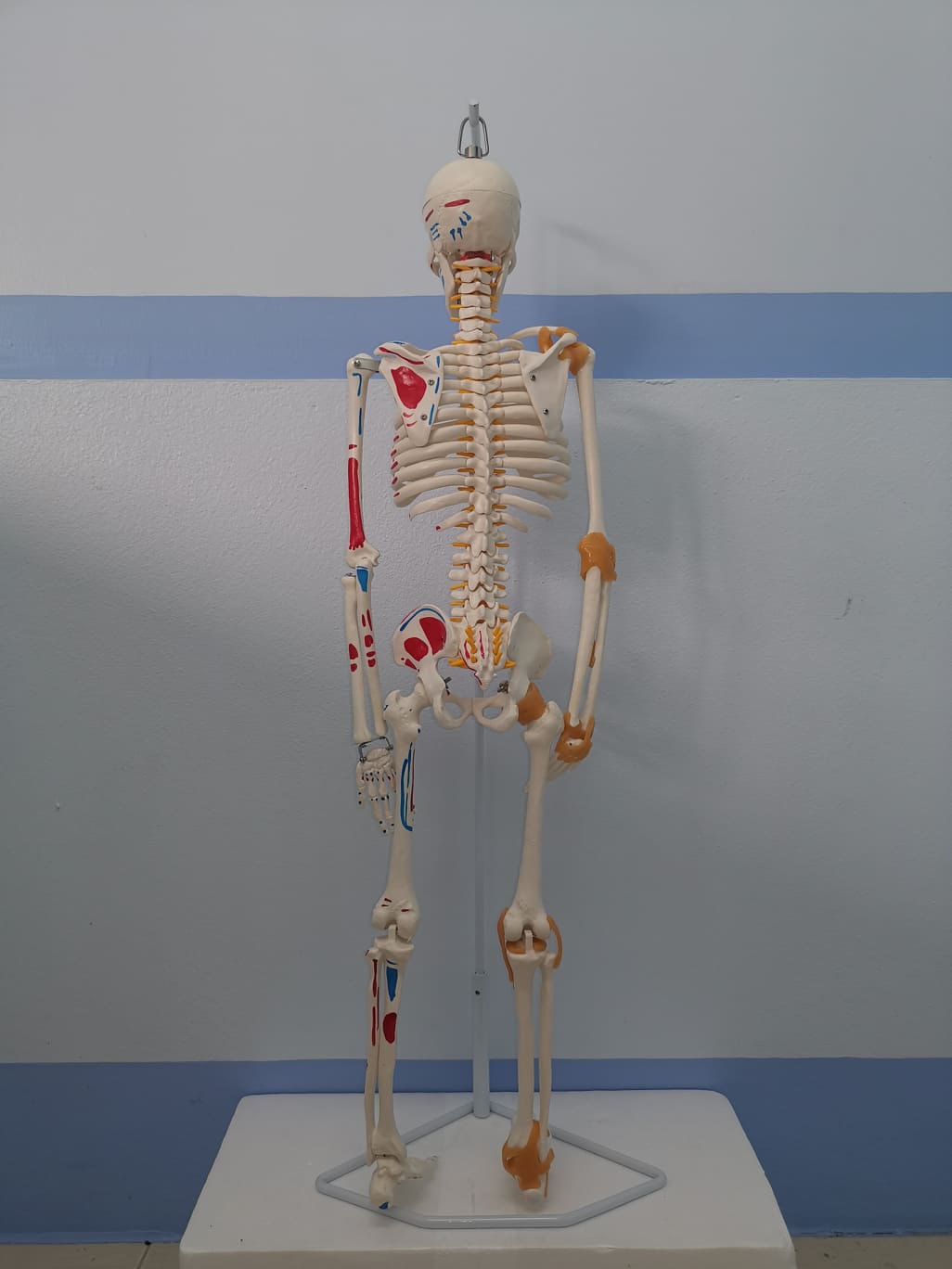 โมเดลโครงกระดูกมนุษย์ ขนาด 85 ซ.ม. แบบแสดงเอ็นยึดข้อและจุดเกาะกล้ามเนื้อ