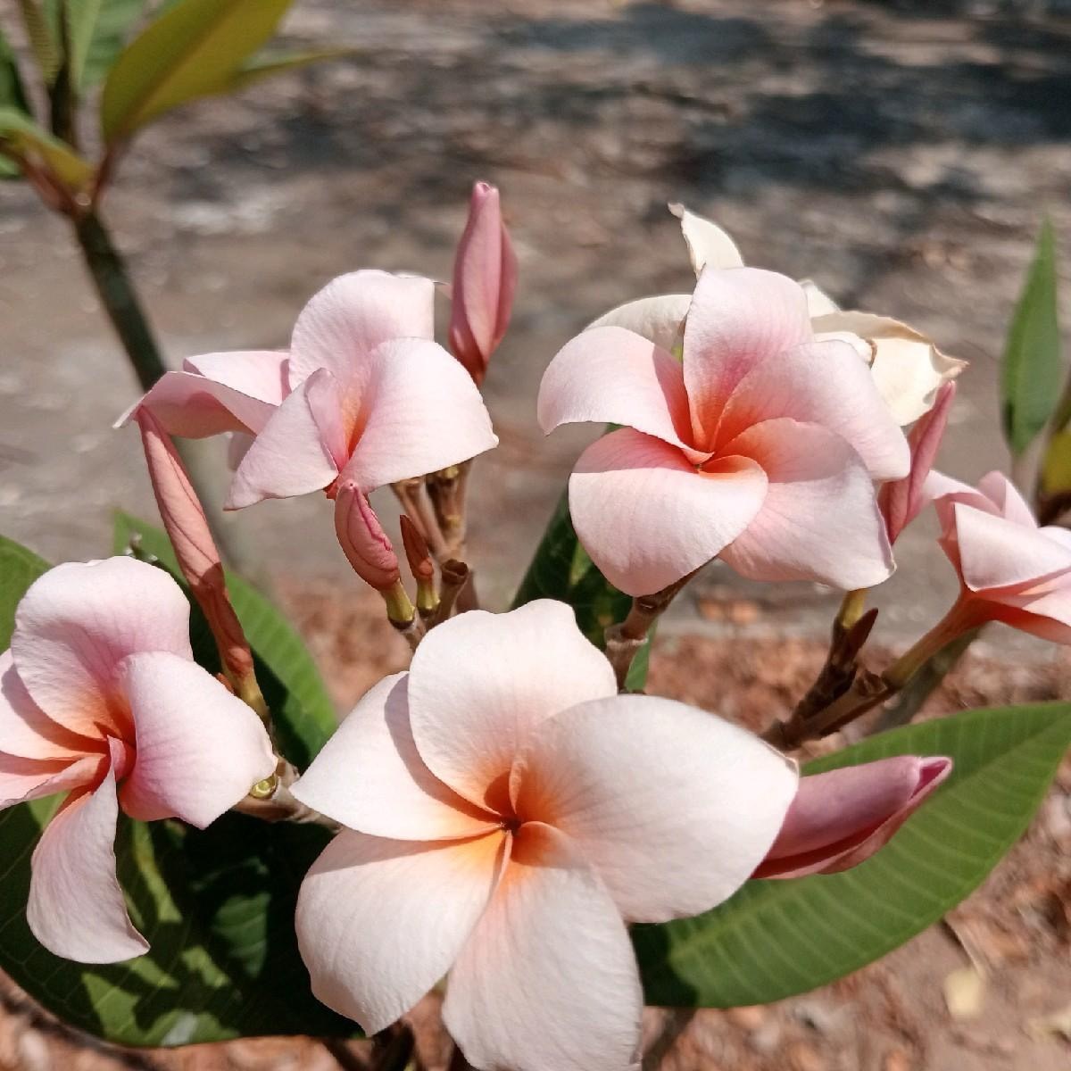 กิ่ง ลีลาวดี Plumeria