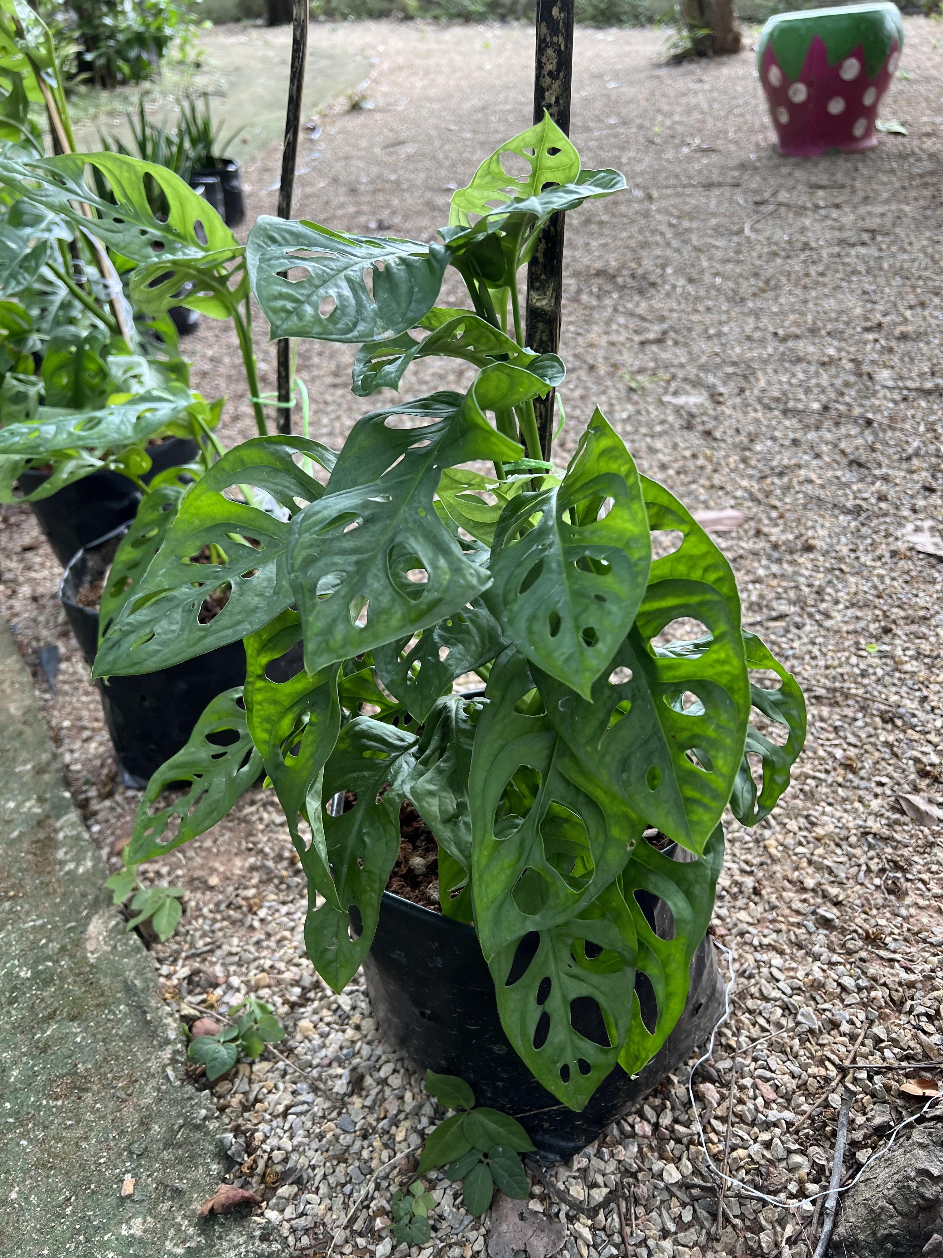 พลูฉลุ Monstera obliqua