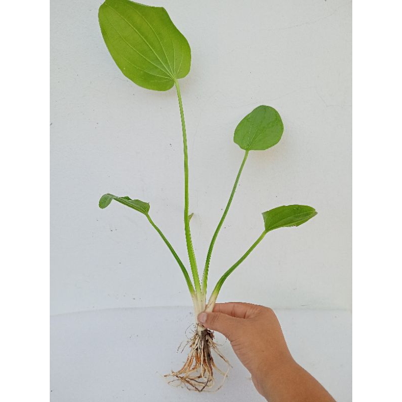 (กิ่งพร้อมราก) ต้นบัวอเมซอน ดอกสีขาว Creeping burhead ไม้น้ำ