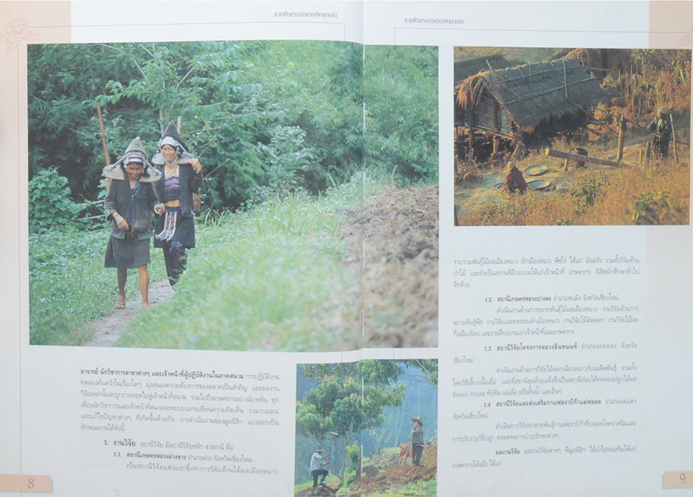 ชวนฝันตระการตา บุปผาดอยคำ (ขายตามสภาพ)