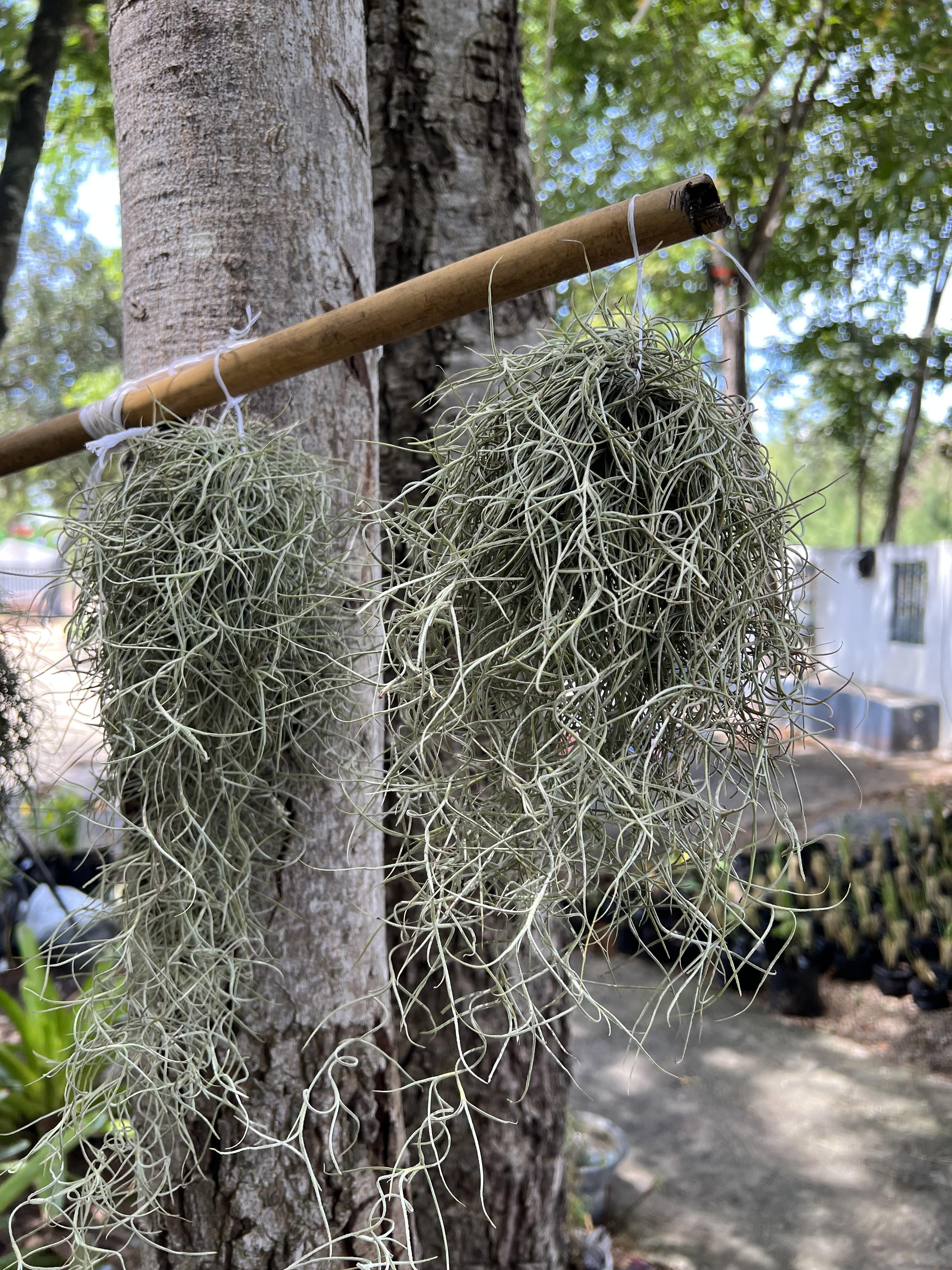 เคราฤาษี หนวดฤาษี Spanish moss