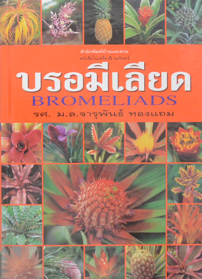บรอมีเลียด (ขายตามสภาพ)