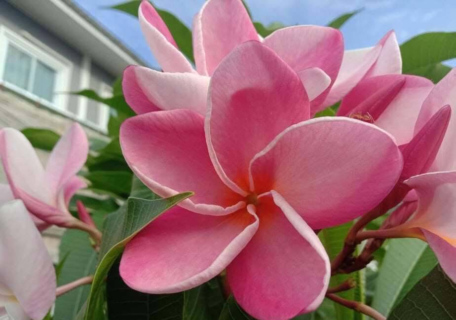 ต้นลีลาวดี บัวชมพู ต้นลั่นทม Plumeria ไม้ดอกยืนต้น