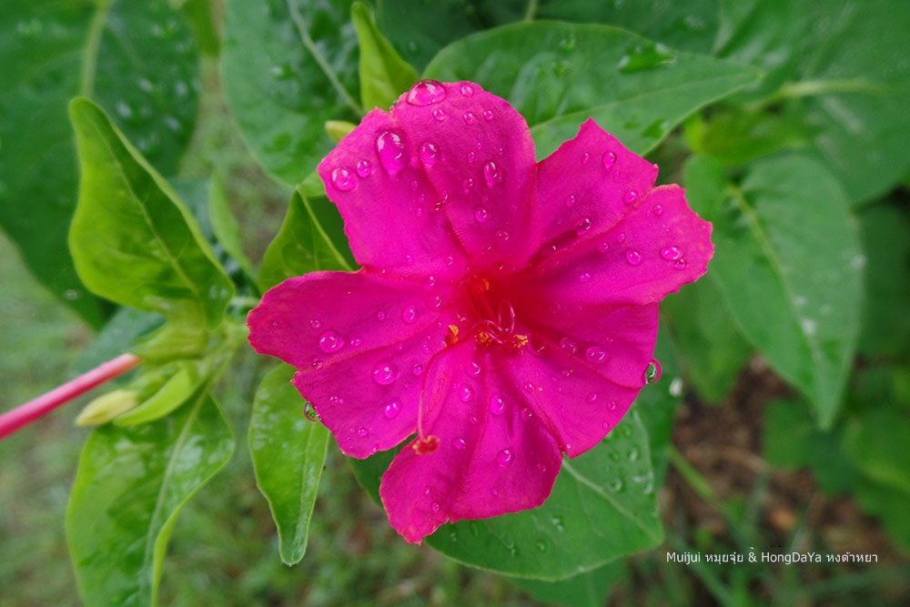 กิ่งบานเย็น คละสี