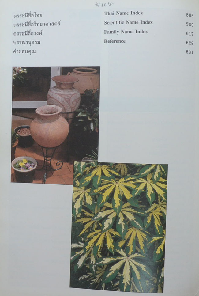 พฤกษาพัน (ภาษาไทย-อังกฤษ)