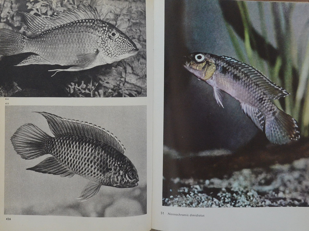 The Pictorial Encyclopedia of Fishes