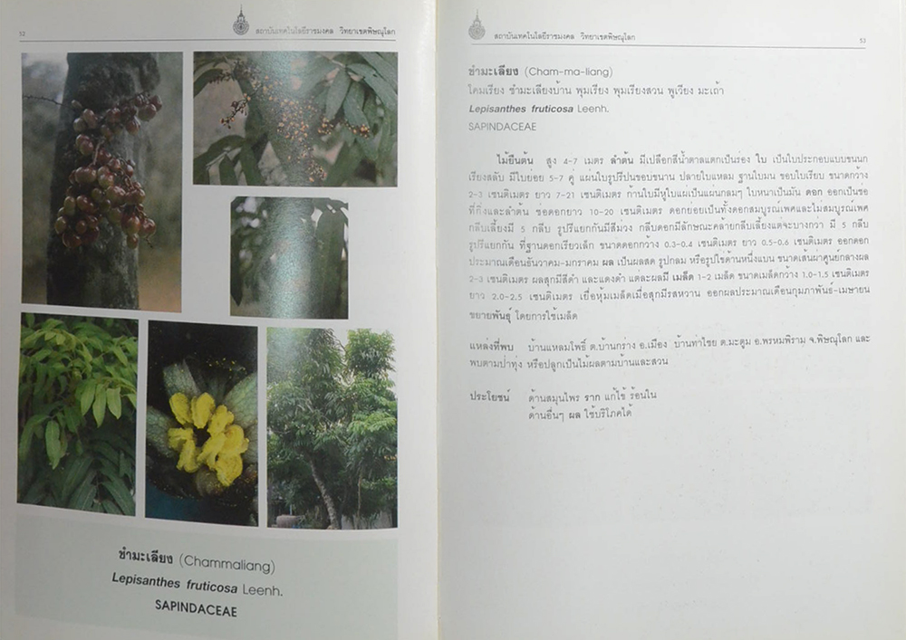 พันธุ์พืชอนุรักษ์ (ขายตามสภาพ)