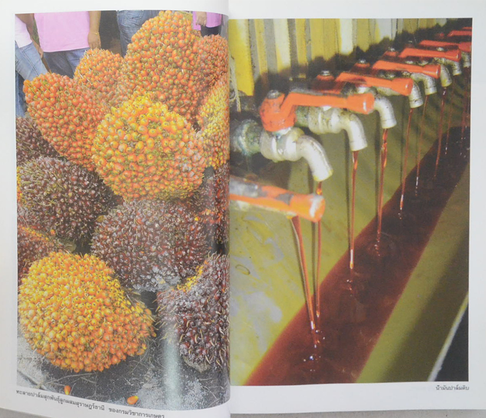 เทคโนโลยีการปลูก ปาล์มน้ำมัน ยุคใหม่