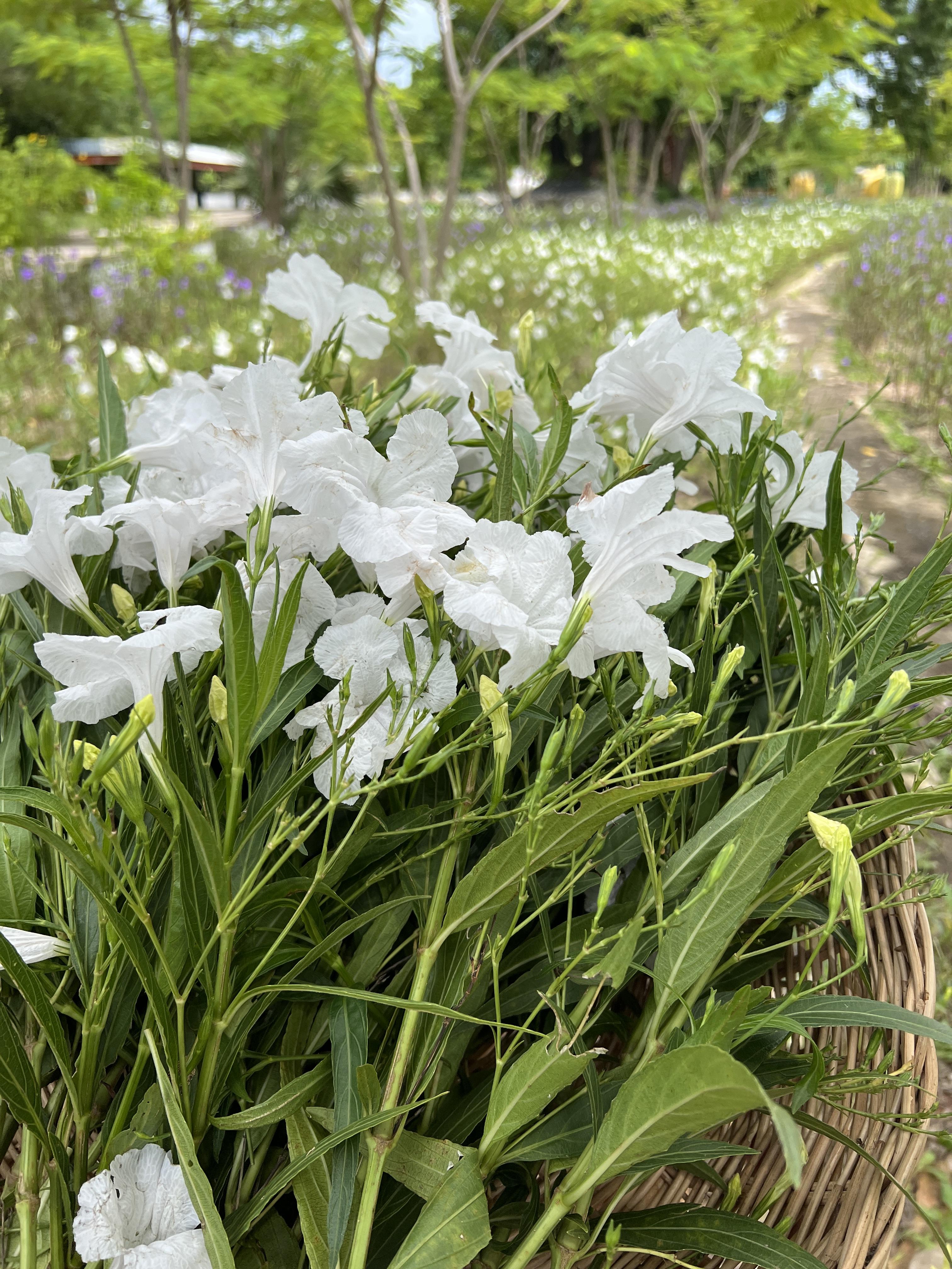 กิ่งต้อยติ่งฝรั่ง Ruellia