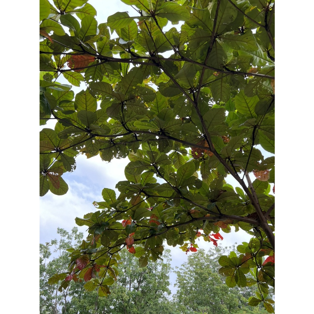 ใบหูกวางแห้ง ใบหูกวาง 1 ถุง มีประมาณ 10-15 ใบ