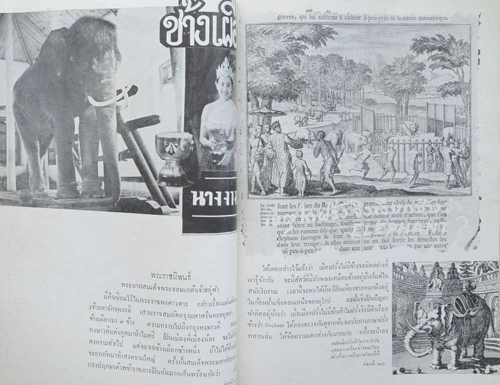 เรื่องของช้าง